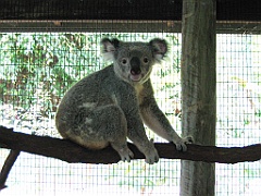 103 Cairns Tropical Zoo